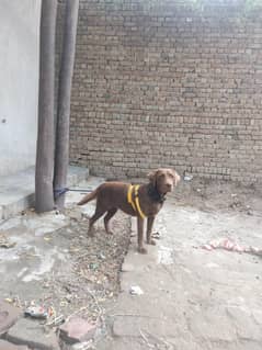 female labrador 6 month pure breed
