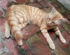 Double coated Persian male cat is available