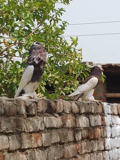 Ghobara 1