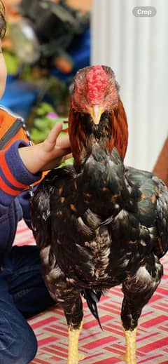 1 Aseel murgha and 2 aseel murgis female with 4 aseel chicks for sale