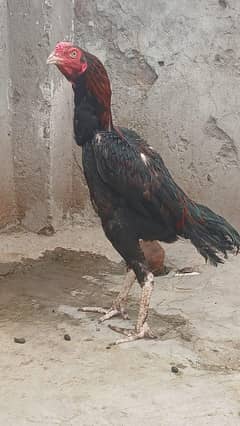 Sindhi aseel lakha