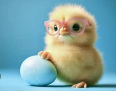 Day old Golden Misri Chicks