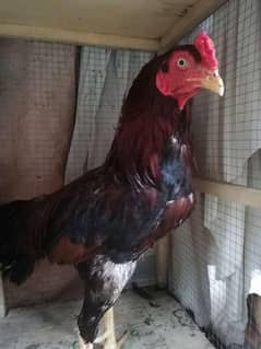 Heera jawab and lakha breed