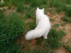 Persian kitten
