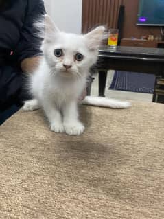 Persian cats