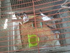 diamond pied breeder pairs with adult chicks