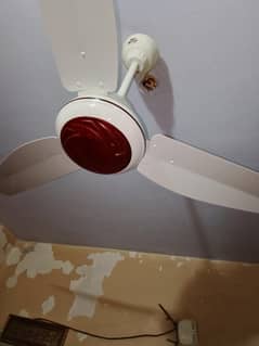 tamoor