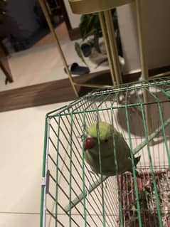 Green Ringneck  female