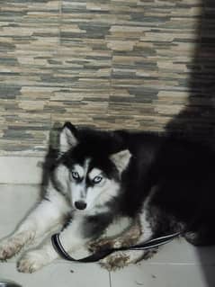 Husky Blue eyes