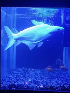 White Line Shark