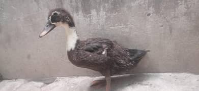 Duck In lahore
