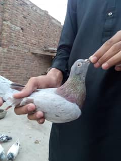 you are sal pigeons