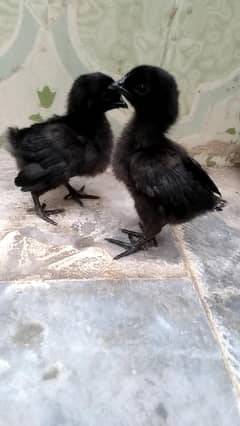 ayam cemani chicks