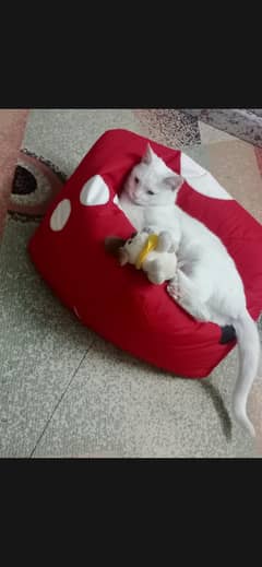 Turkish van cat