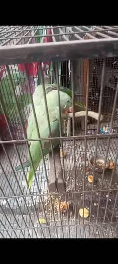 parrot