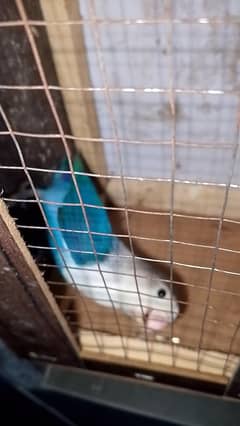 singal love bird 500 price  and king size Australian parrot pair 1500