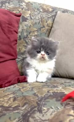 Persian Piki Kitten