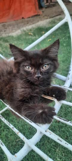 Black Persian Kitten - Potty Trained - Fully Active n Playful
