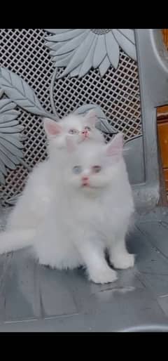 blue eyes white Persian kitten|Triple long coat |WhatsApp. 03250387943