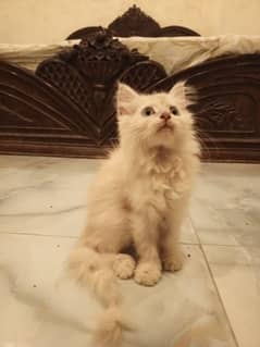 urgent sale Persian kittens 03021778409
