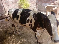 cow