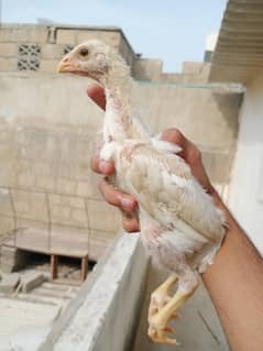 white O shamo chicks limited stock!