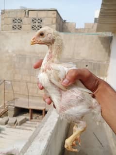 white O shamo chicks limited stock!
