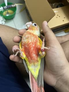 Hand