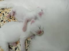 American Persian cat doll face kittens  available