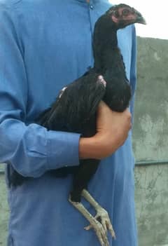 Aseel thai crass murgi