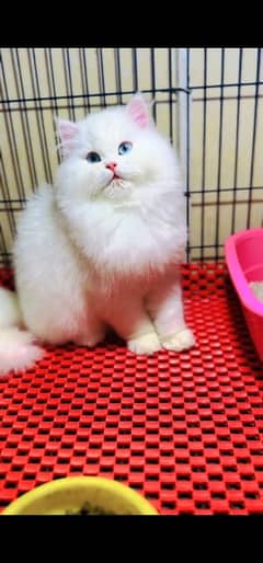 blue eyes white Persian kitten|Triple long coat |WhatsApp. 03250387943