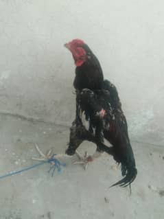 aseel murga