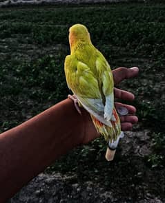 yellow