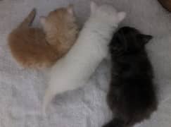 Persian Kittens Double Coated