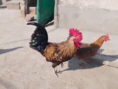 Desi Hens egg laying