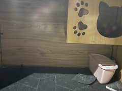 Cats home