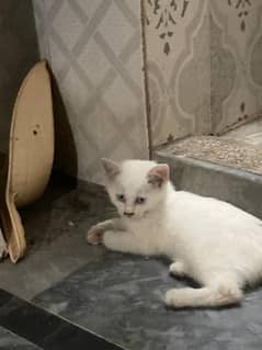 Female Persian kitten