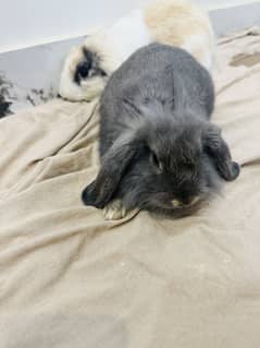 Holland lops