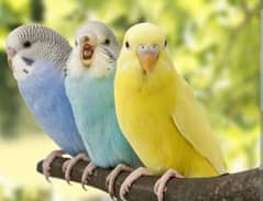 Color Full parrots with red eyes