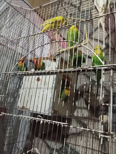 Cocktail, Lovebirds, Budgies