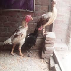 Aseel