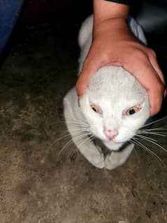 A beautiful white cat