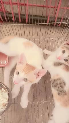 cute beautiful cat for free .