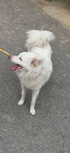 Fully vaccinated Russian spitz