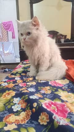 PERSIAN CAT