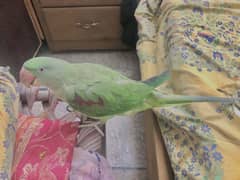 Bohat