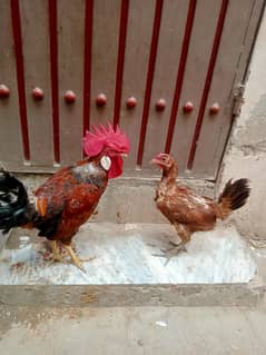 breeder murga and egg lying hen for sale