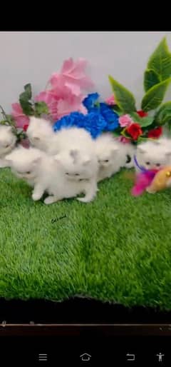 blue eyes white Persian kitten|Triple long coat |WhatsApp. 03250387943