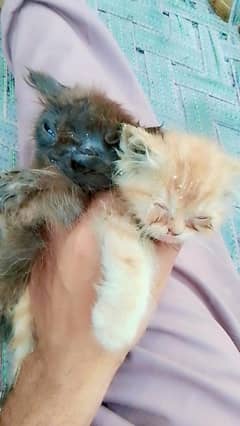 Persian kittens for sale 