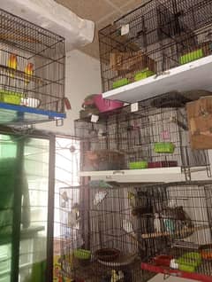 love birds for sale with cage